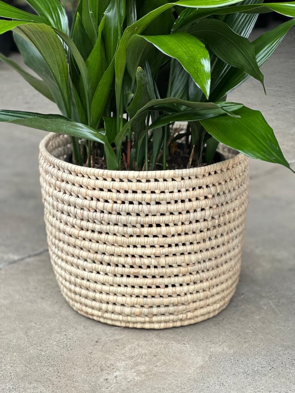 Large Cast Iron Plant With Basket