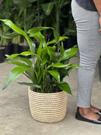 Large Cast Iron Plant With Basket