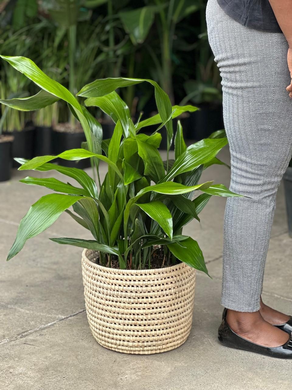 Large Cast Iron Plant With Basket