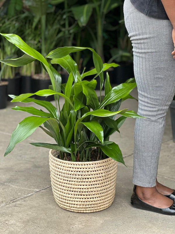 Large Cast Iron Plant With Basket