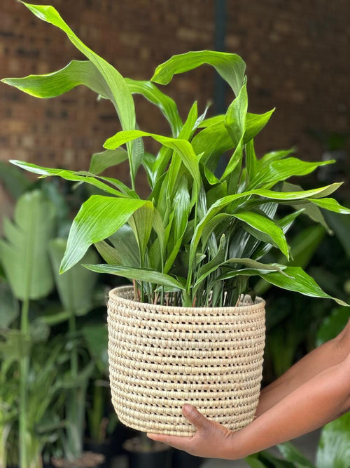 Large Cast Iron Plant With Basket