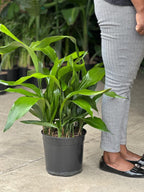 Large Cast Iron Plant