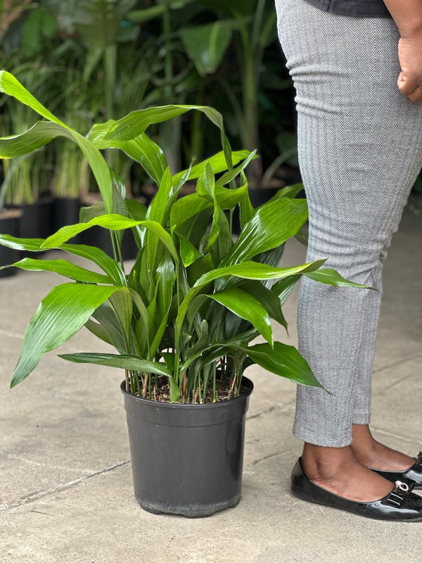 Large Cast Iron Plant