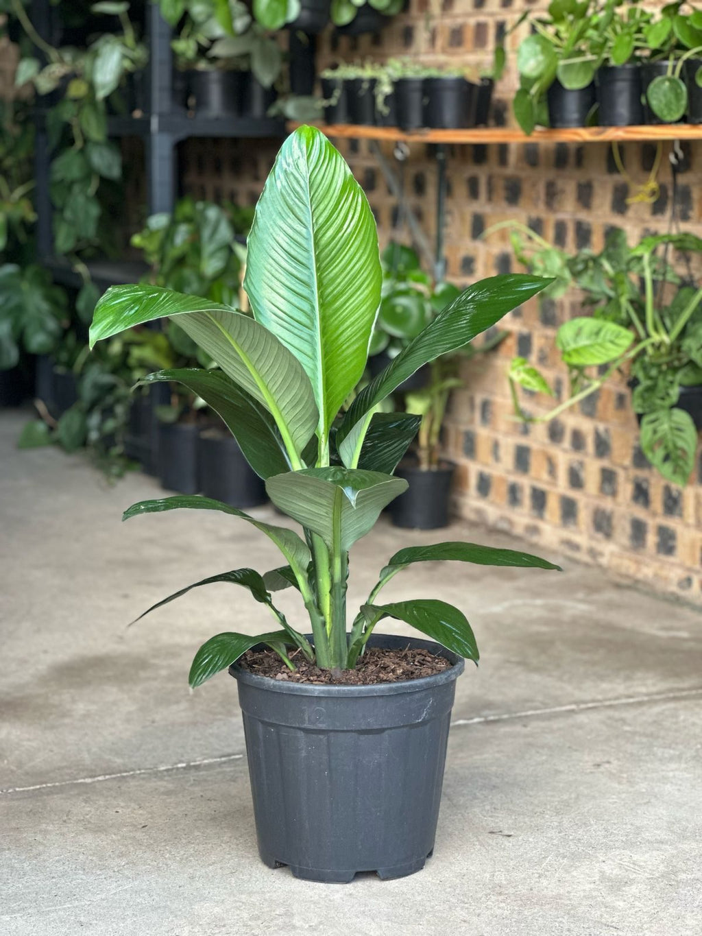 XL Spathiphyllum Sensation (Single stem)