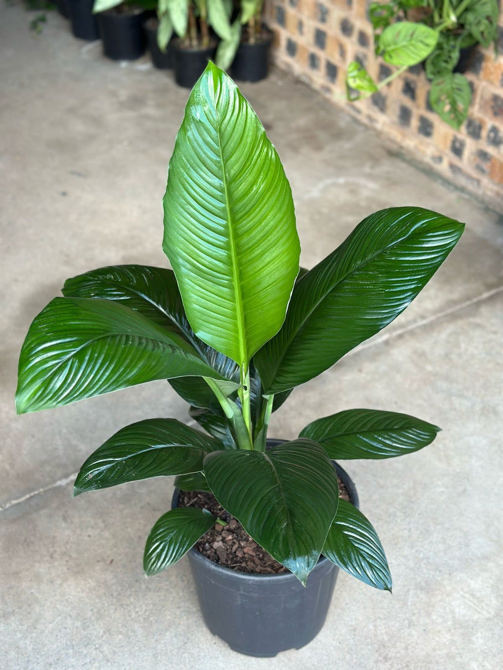 XL Spathiphyllum Sensation (Single stem)