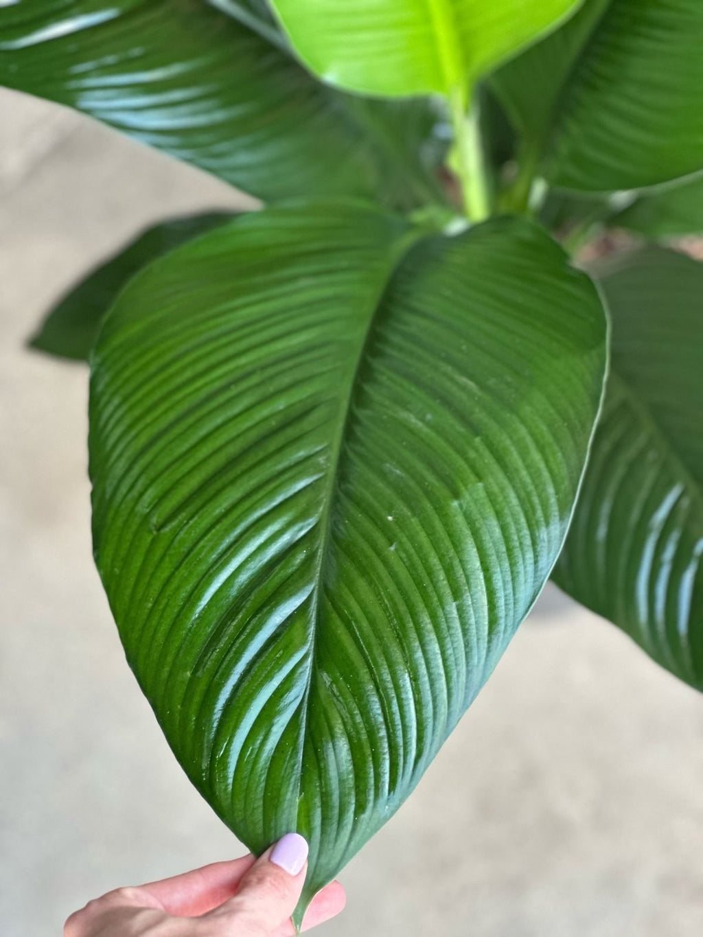 XL Spathiphyllum Sensation (Single stem)