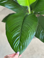 XL Spathiphyllum Sensation (Single stem)