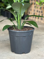 XL Spathiphyllum Sensation (Single stem)
