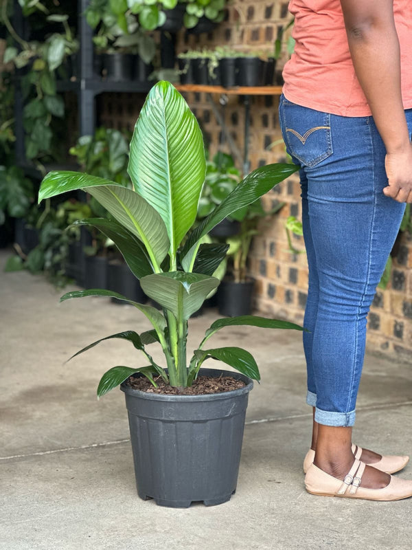 XL Spathiphyllum Sensation (Single stem)