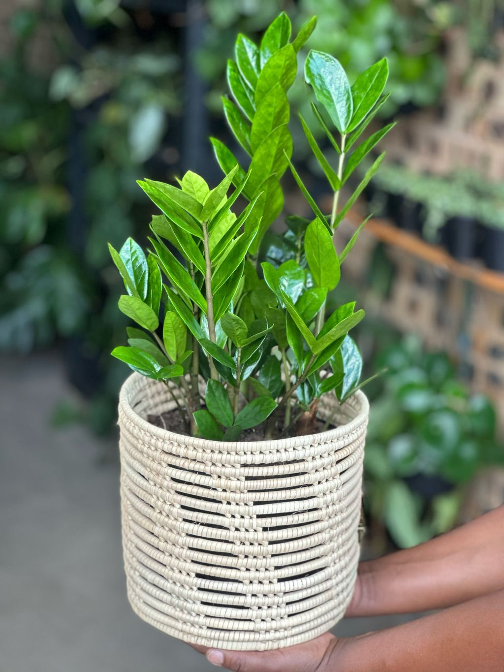 Medium ZZ Plant With Basket