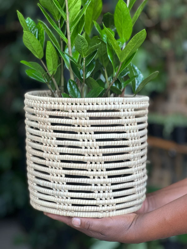 Medium ZZ Plant With Basket
