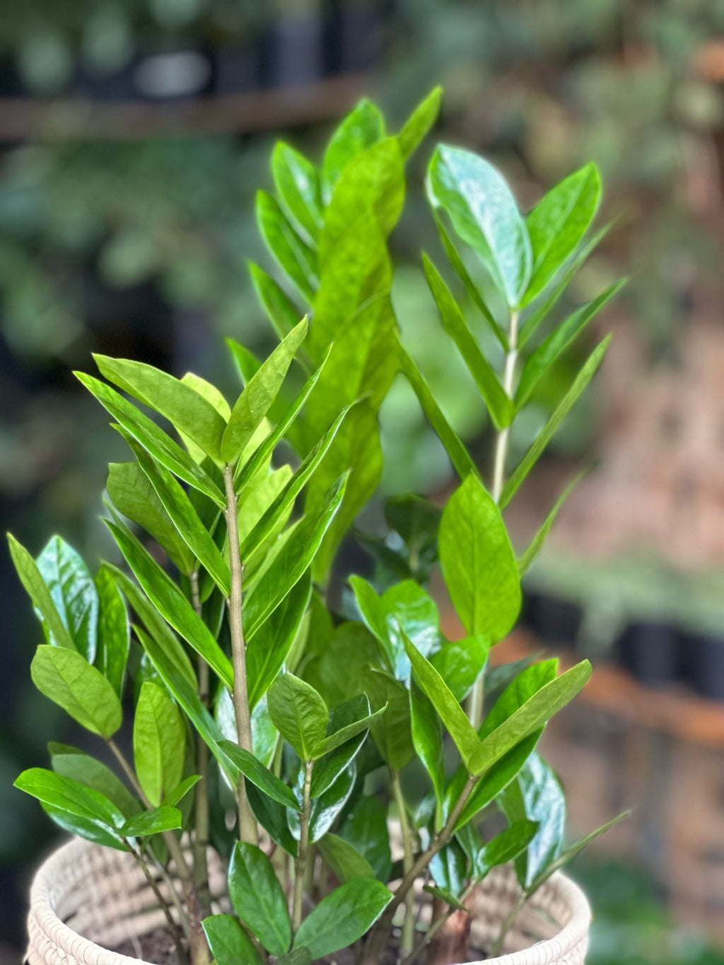 Medium ZZ Plant With Basket