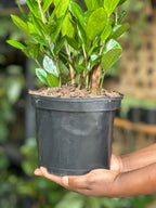 Medium ZZ Plant