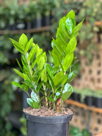 Medium ZZ Plant