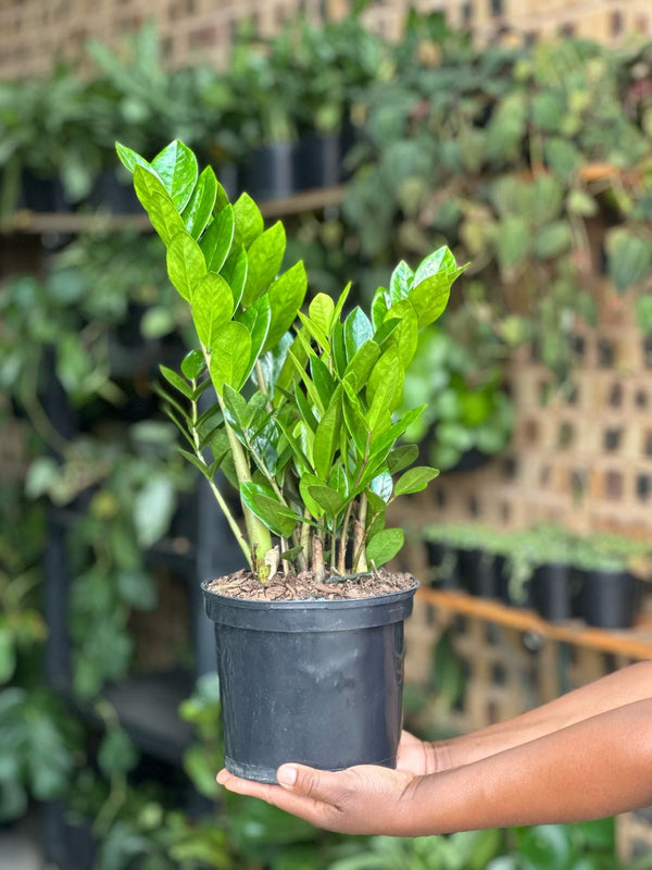 Medium ZZ Plant