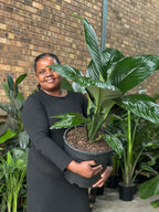 XL Spathiphyllum Sensation (Single stem)