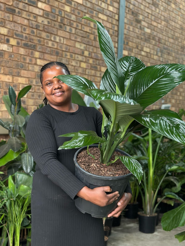 XL Spathiphyllum Sensation (Single stem)