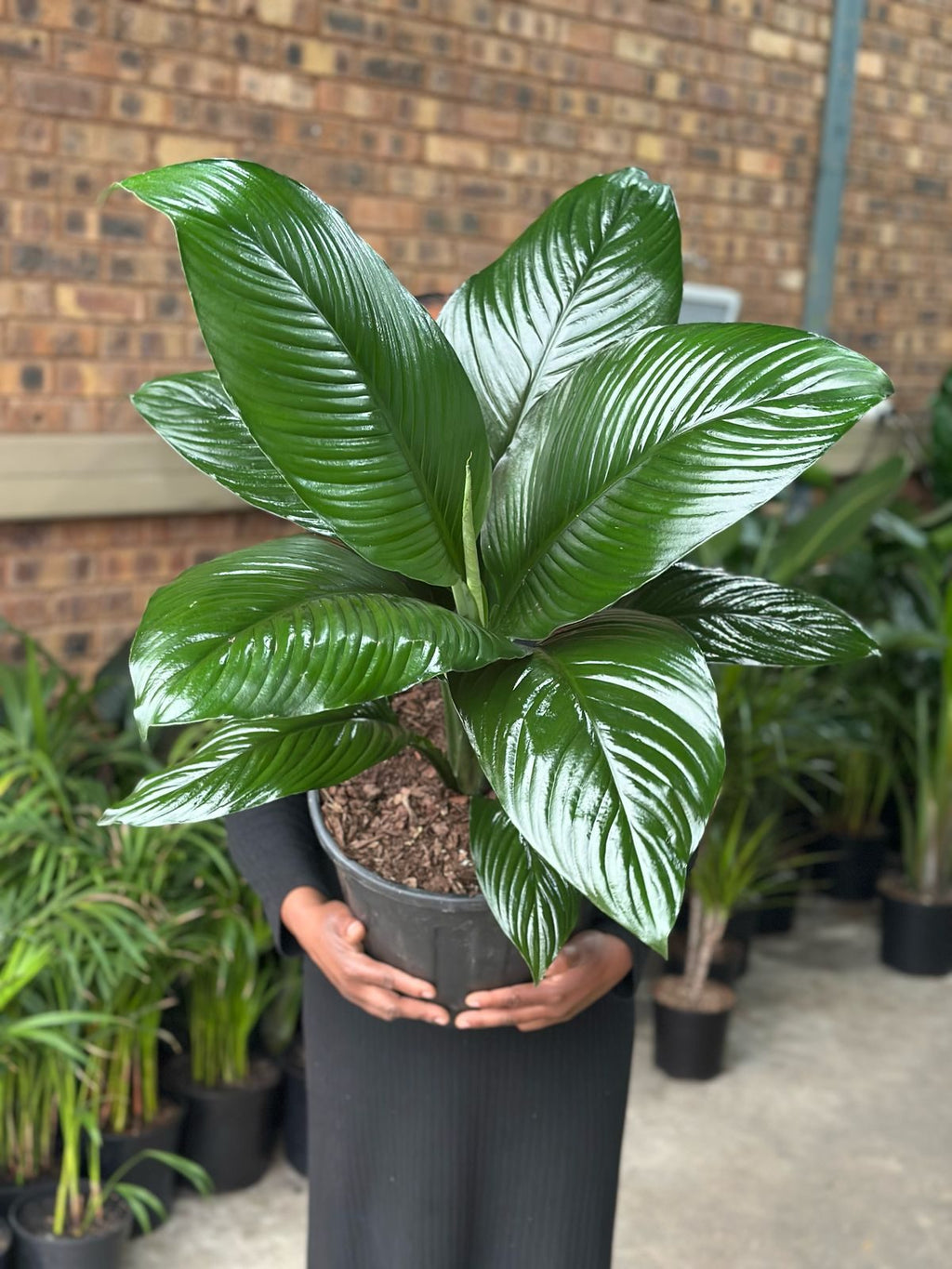 XL Spathiphyllum Sensation (Single stem)