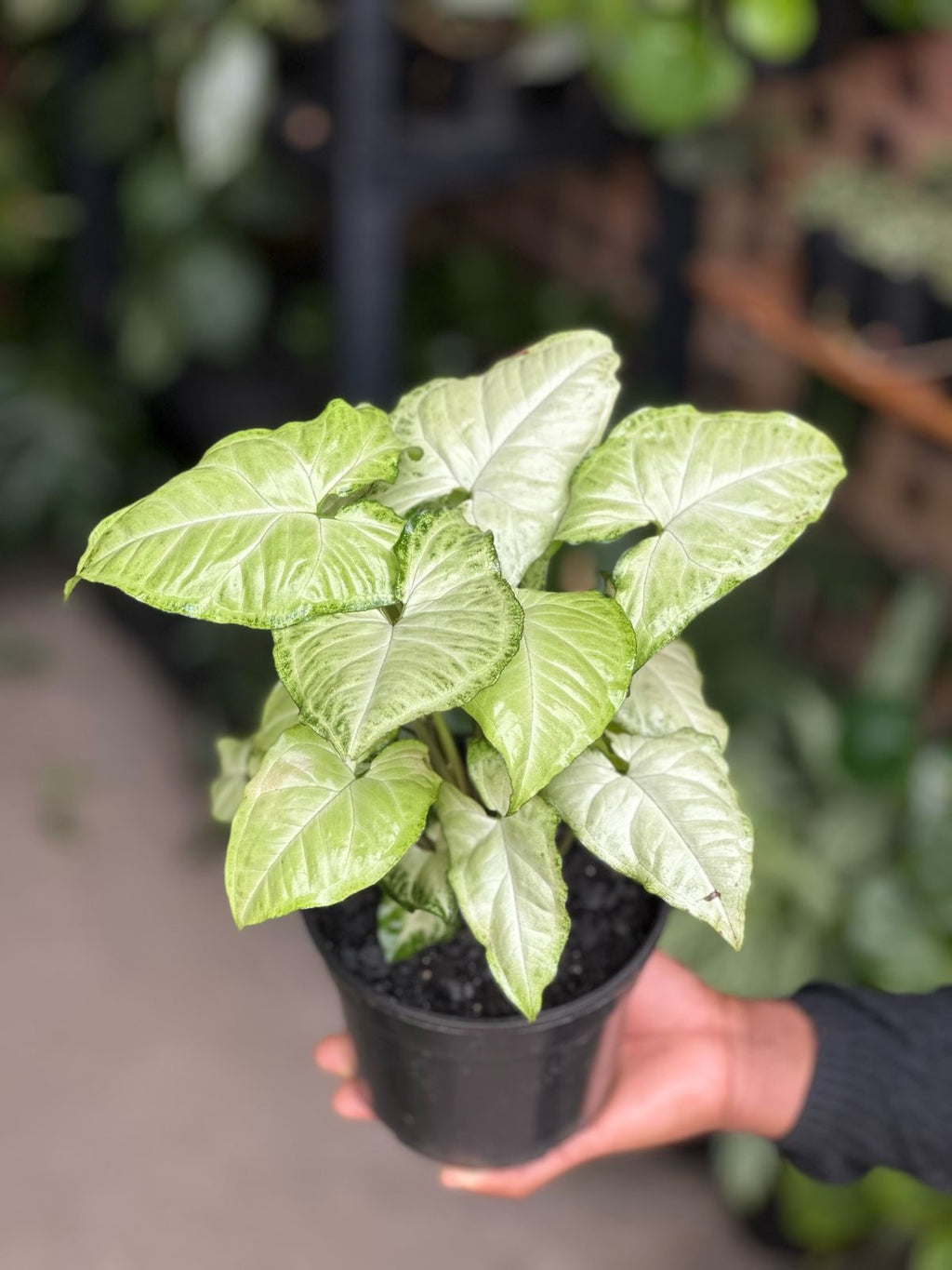 Small Syngonium White Butterfly