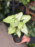 Small Syngonium White Butterfly