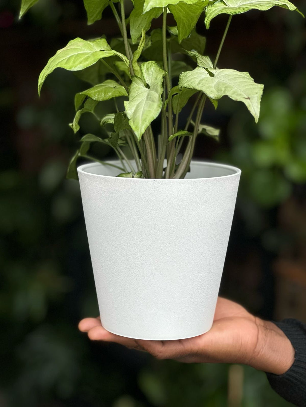 Small Syngonium White Butterfly With Decorative Pot