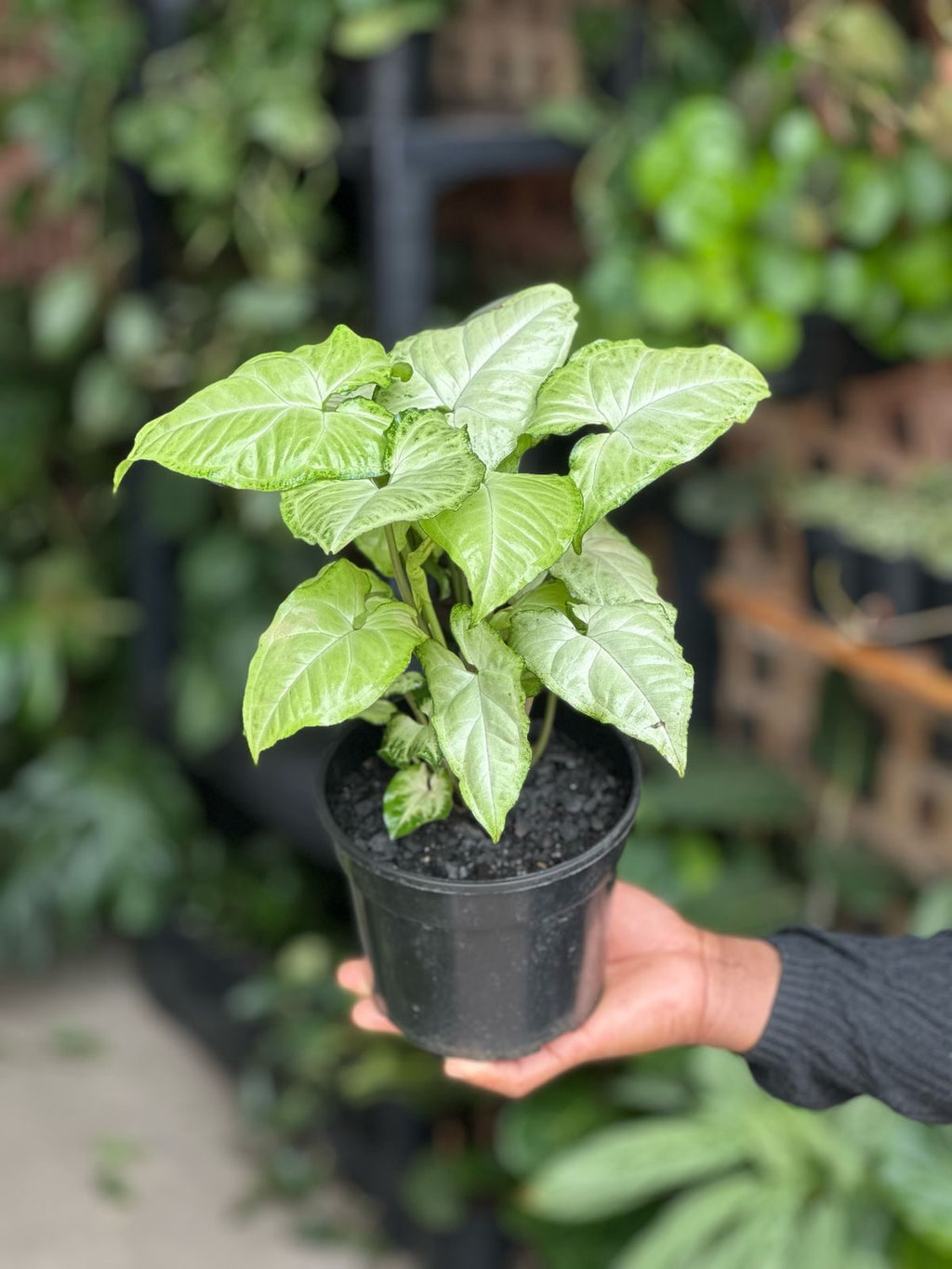 Small Syngonium White Butterfly