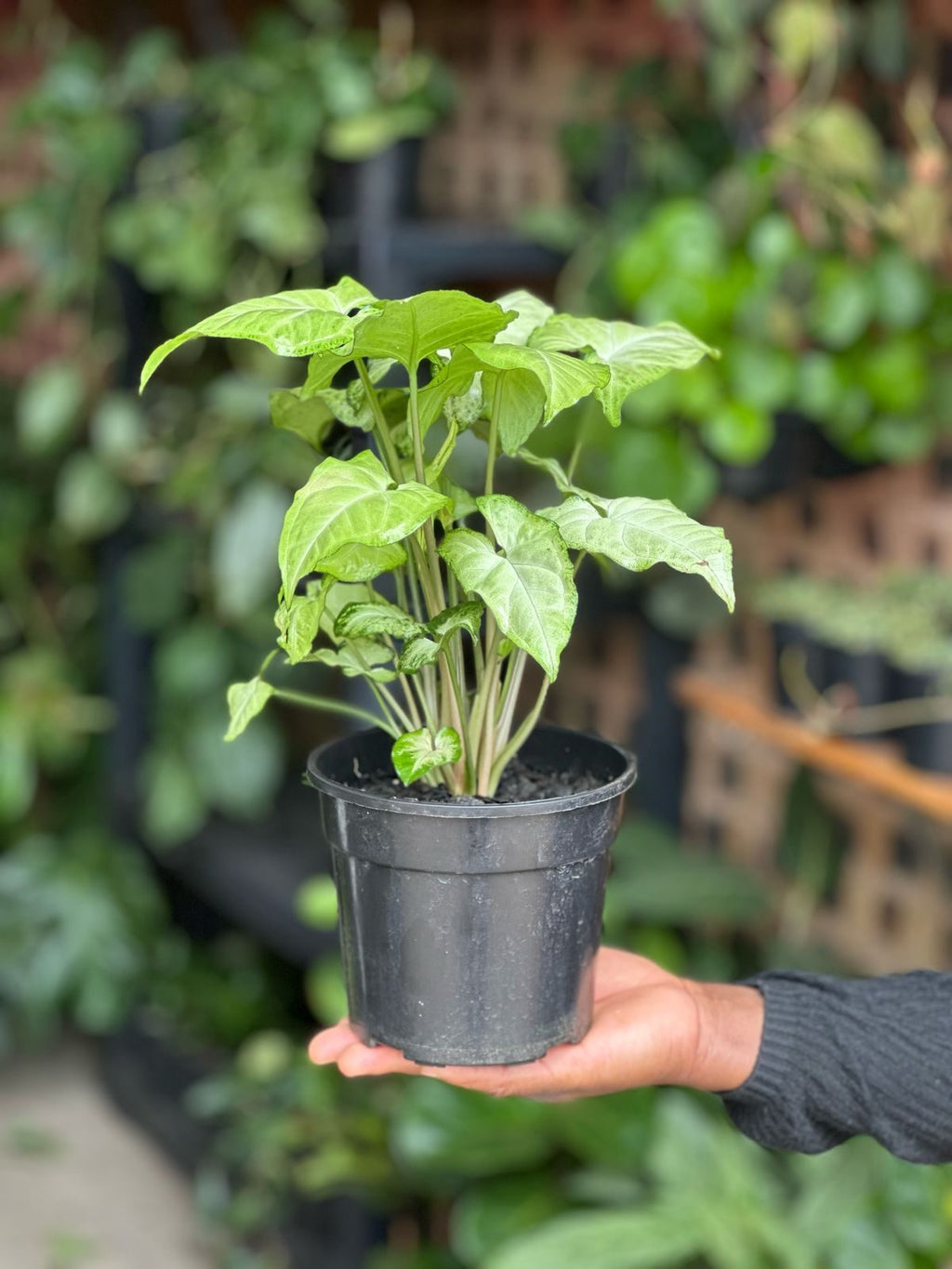 Small Syngonium White Butterfly