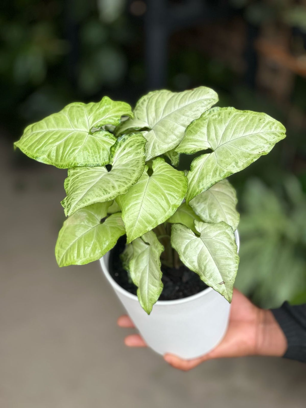 Small Syngonium White Butterfly With Decorative Pot