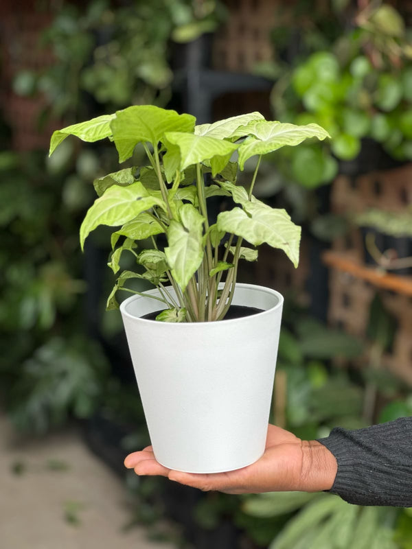 Small Syngonium White Butterfly With Decorative Pot