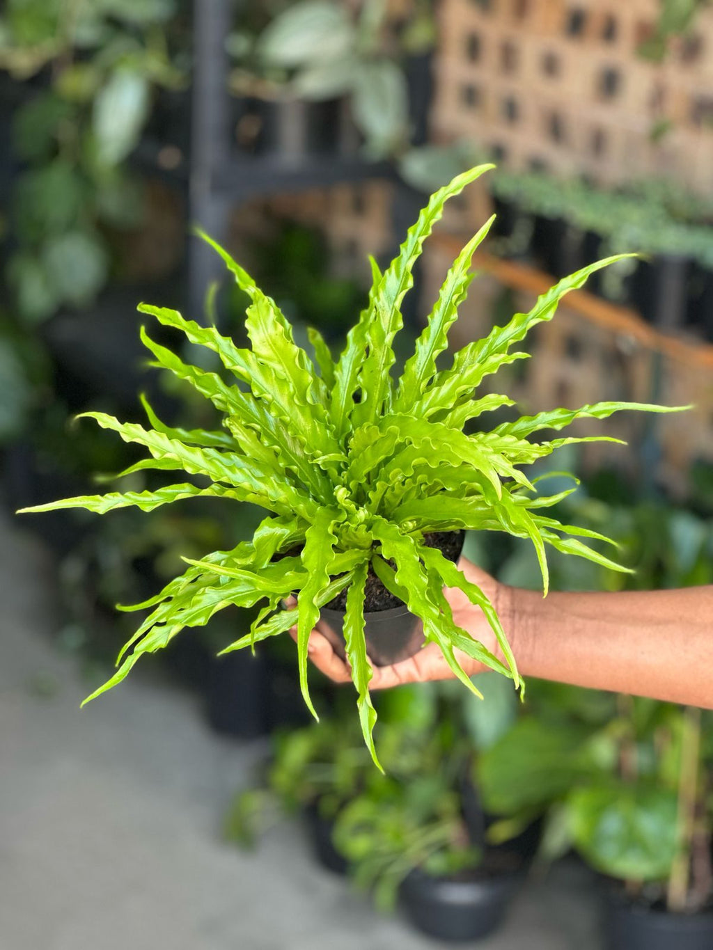 XS Birds Nest Fern Osaka