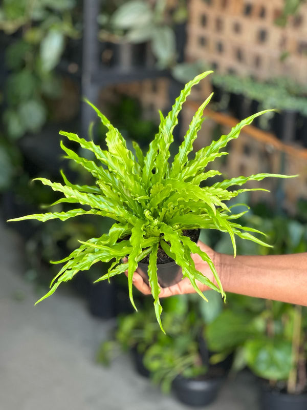 XS Birds Nest Fern Osaka