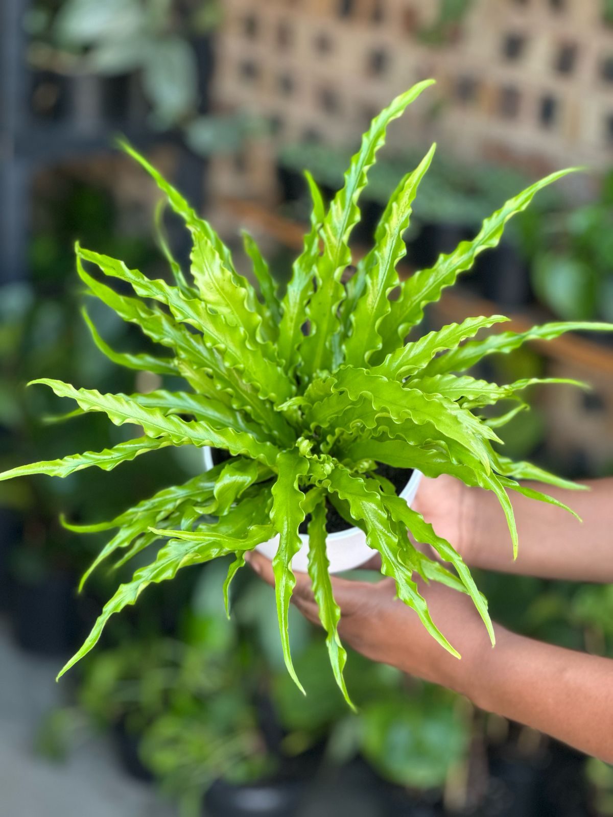 XS Birds Nest Fern Osaka With Decorative Pot