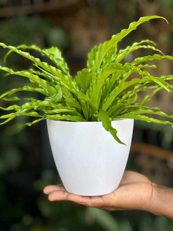 XS Birds Nest Fern Osaka With Decorative Pot