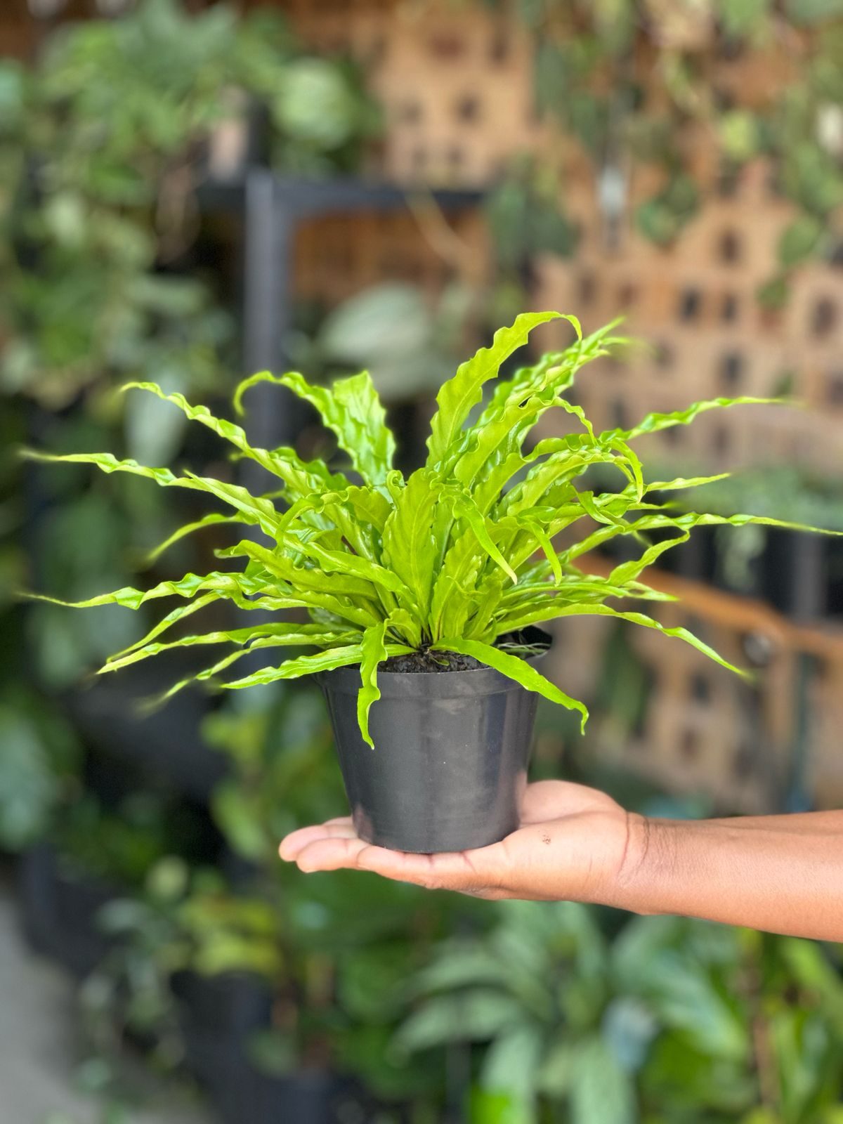 XS Birds Nest Fern Osaka