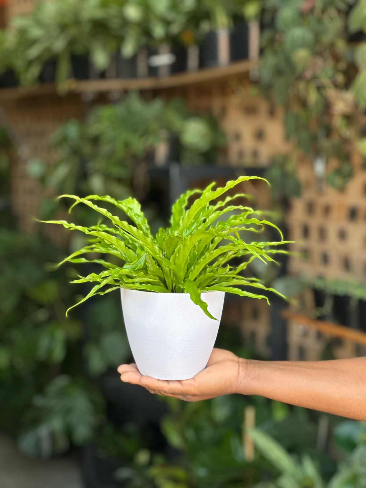XS Birds Nest Fern Osaka With Decorative Pot