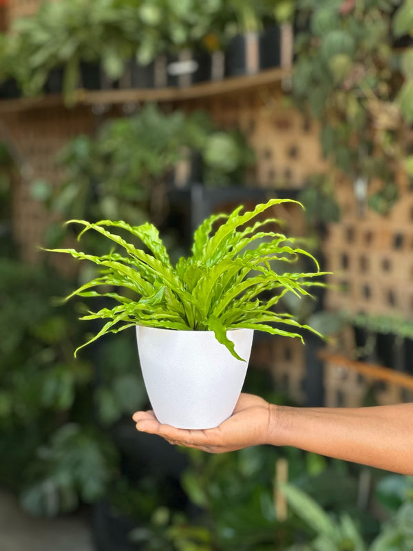 XS Birds Nest Fern Osaka With Decorative Pot