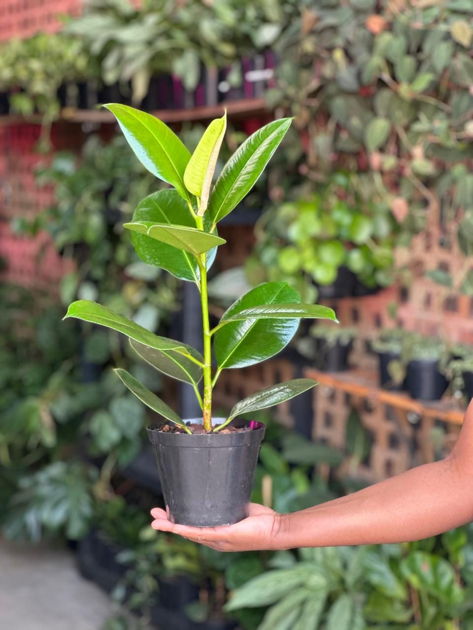 Small Rubber Plant Robusta