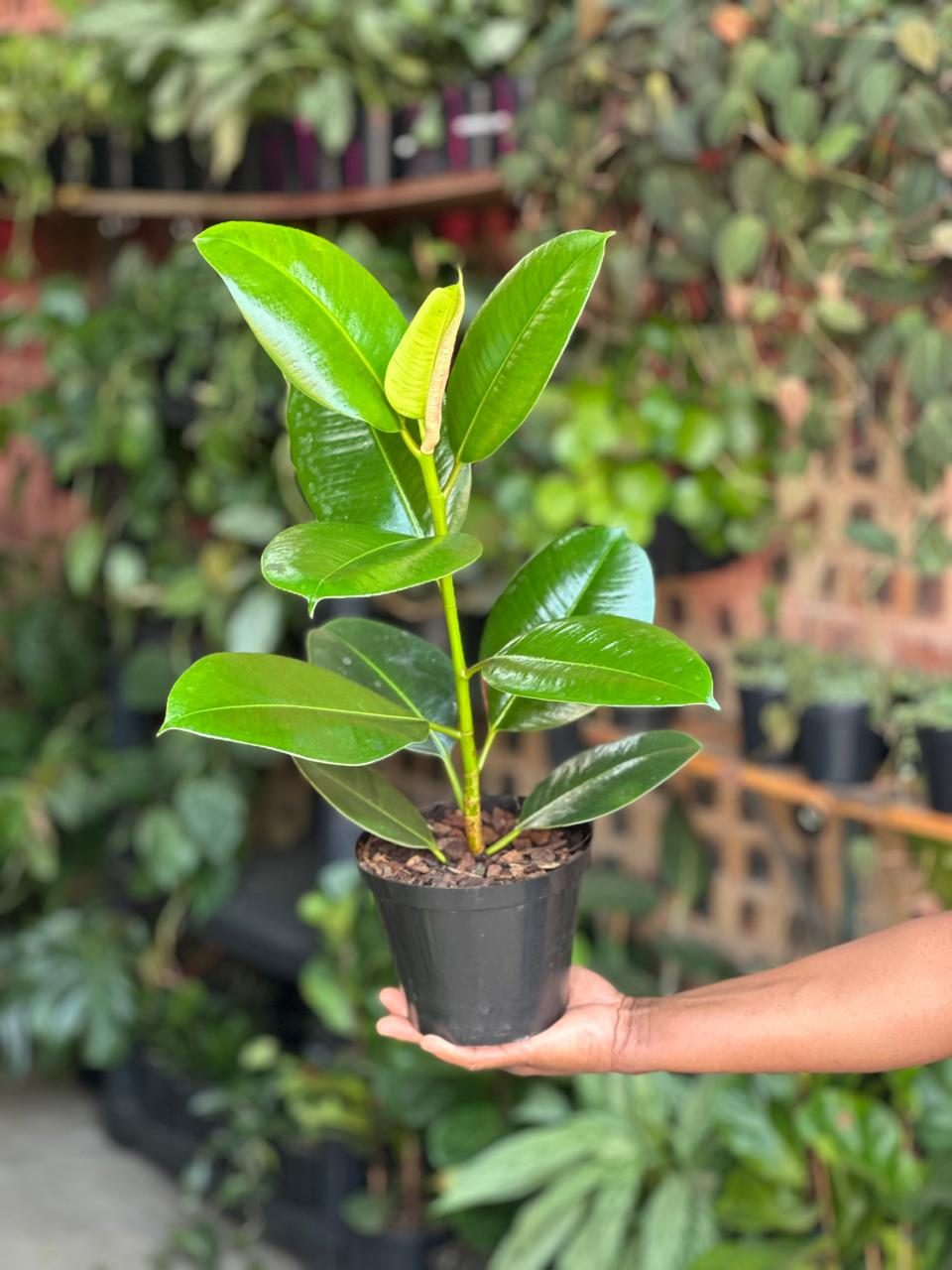 Small Rubber Plant Robusta