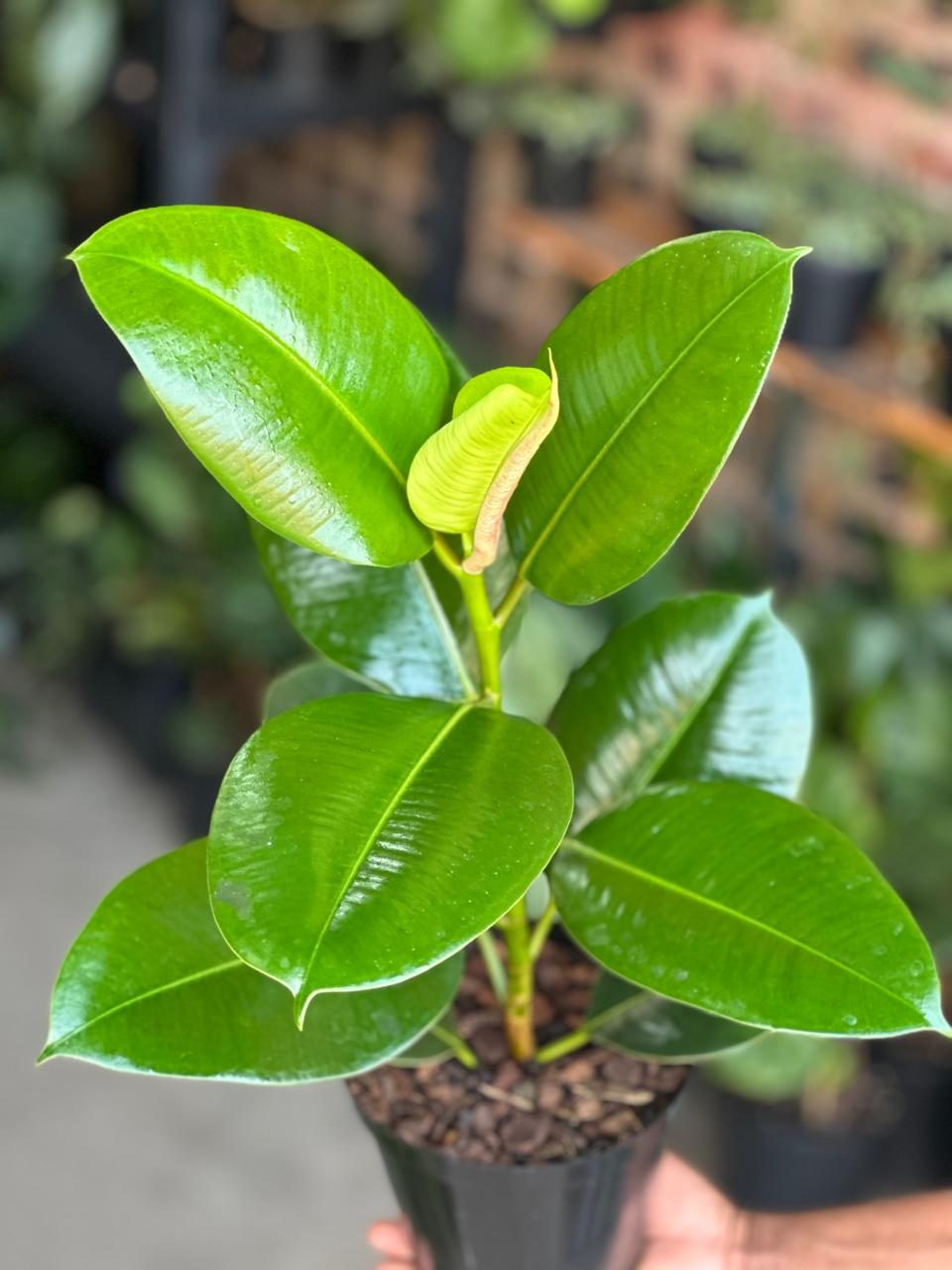 Small Rubber Plant Robusta