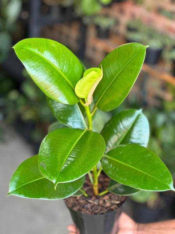 Small Rubber Plant Robusta