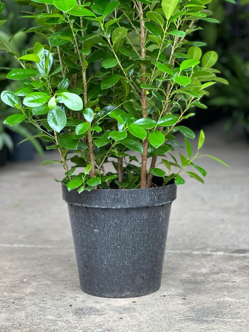 XL Plants – Botanical Heaven