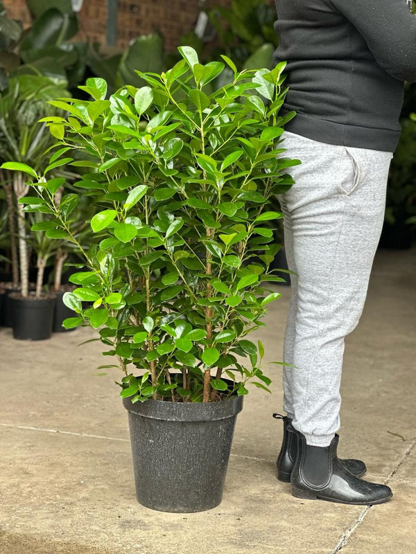 XL Ficus Moclame