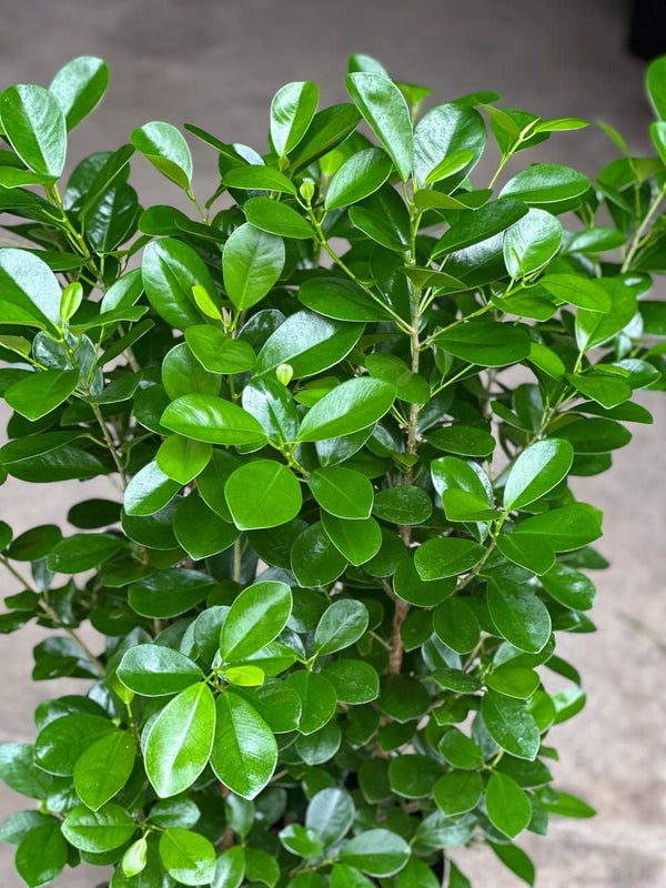 XL Ficus Moclame