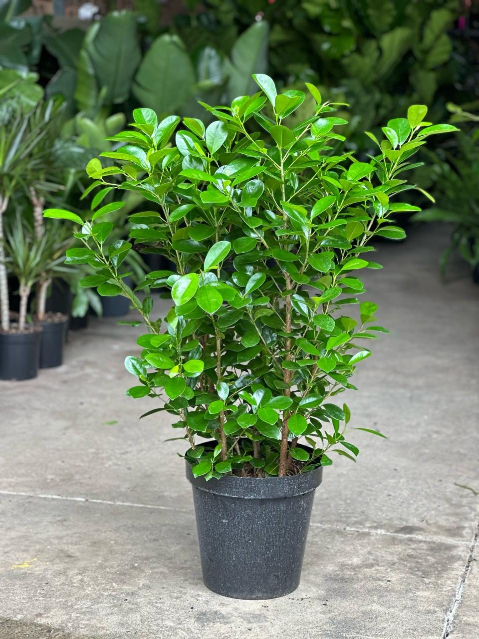 XL Ficus Moclame