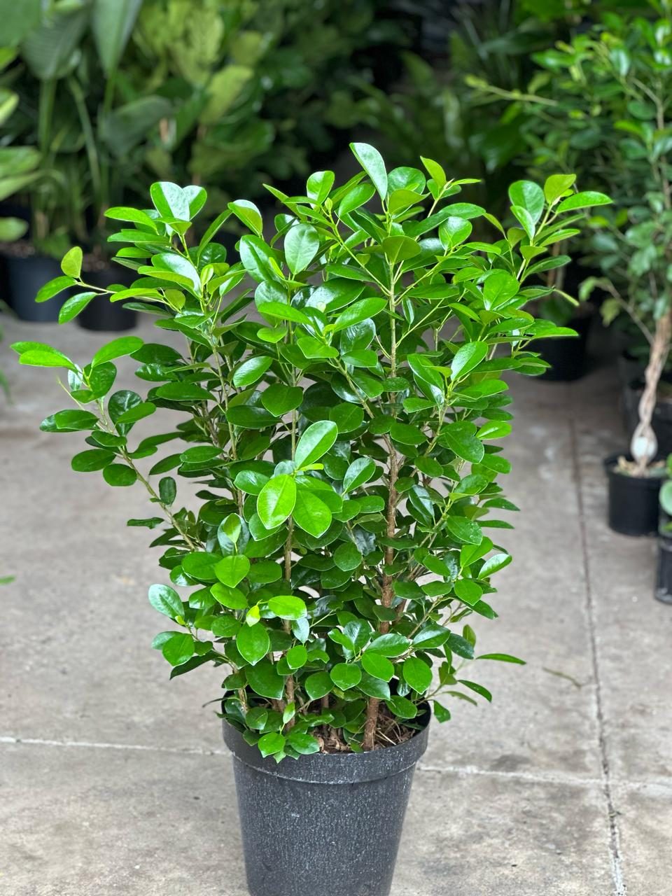 XL Ficus Moclame