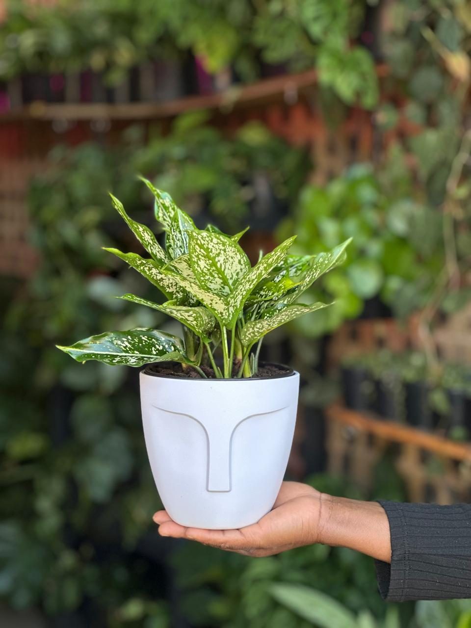 Small Chinese Evergreen Brevispatha With Decorative Pot