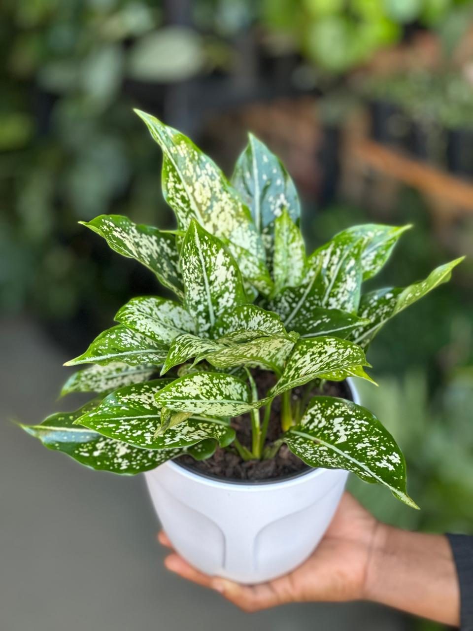 Small Chinese Evergreen Brevispatha With Decorative Pot