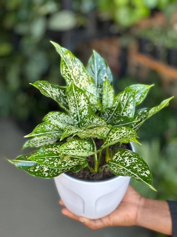 Small Chinese Evergreen Brevispatha With Decorative Pot