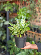 Small Chinese Evergreen Brevispatha