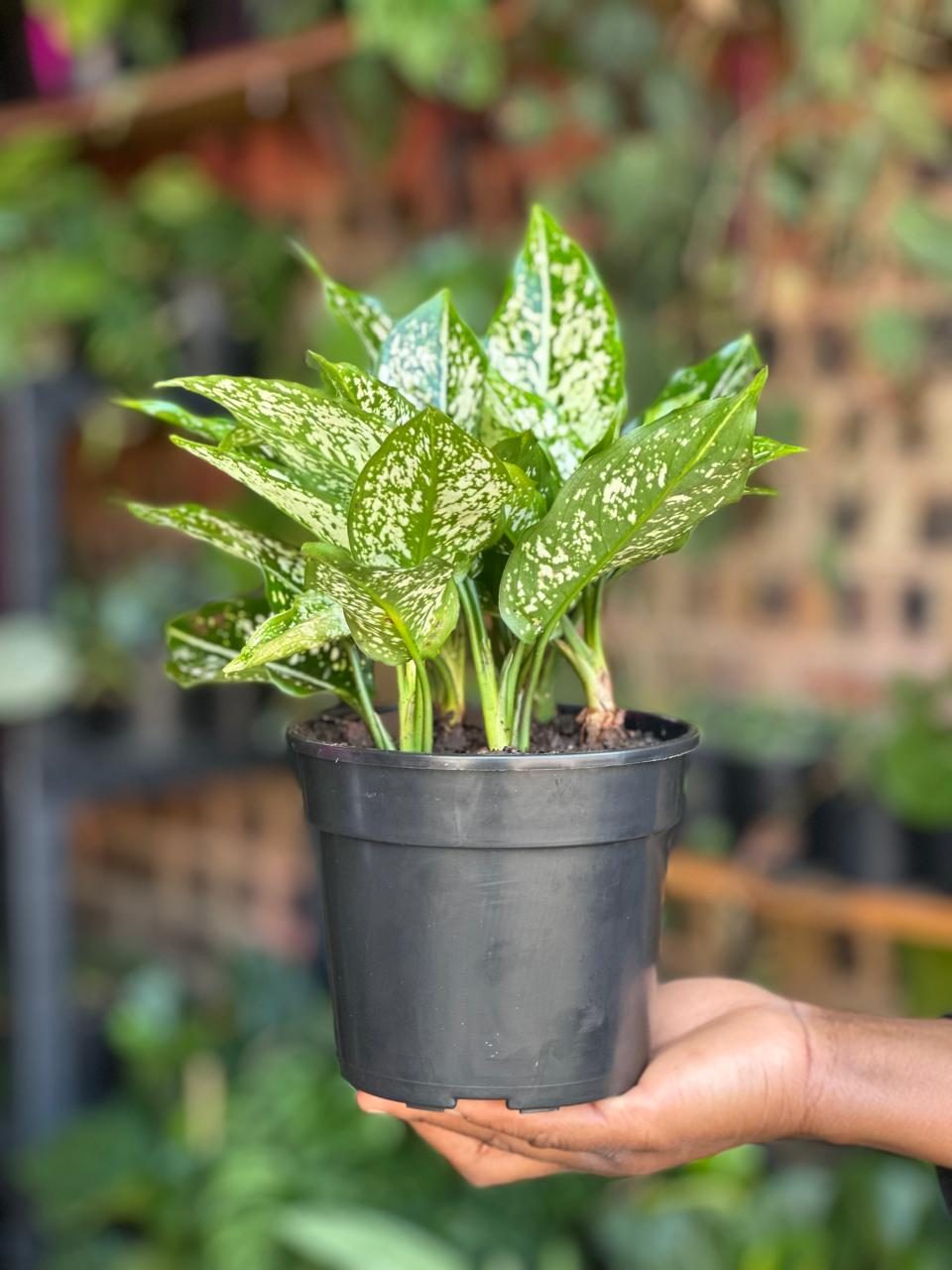 Small Chinese Evergreen Brevispatha